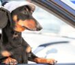 Hund Auto Urlaub Ferien